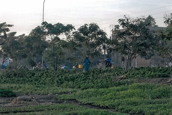 Pflanzen auf Biofarm in Togenda